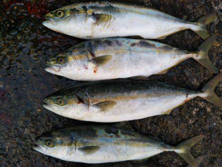 阿南市の辰巳でツバスとシオ