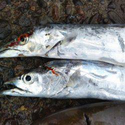 阿南市の辰巳でタチウオとツバスとシオ