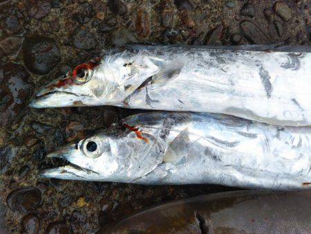 阿南市の辰巳でタチウオとツバスとシオ