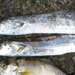 阿南市の辰巳でタチウオとツバスとシオ