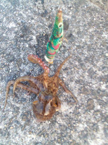 タコのシーズン始まってますよ！