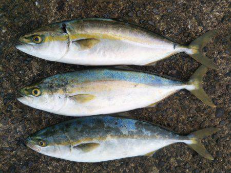 阿南市の辰巳でツバスとシオ