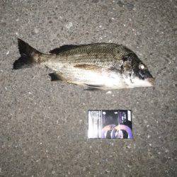 アジング+フラットフィシュ