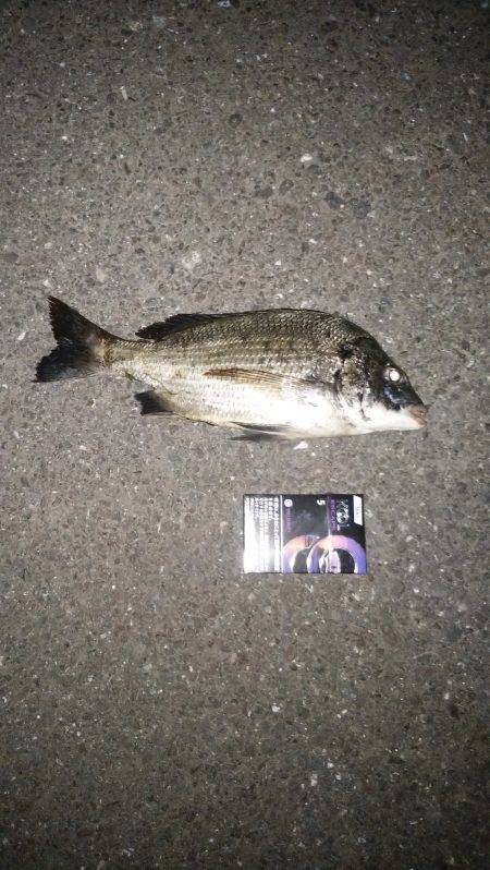 アジング+フラットフィシュ