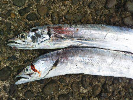 阿南市の辰巳でタチウオとマゴチ