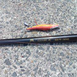 泉ダコを釣るならここがおすすめです。