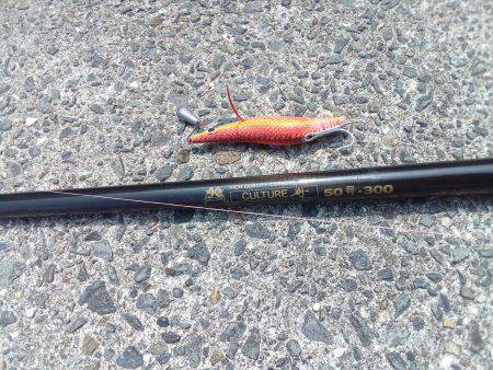 泉ダコを釣るならここがおすすめです。