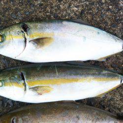 阿南市の辰巳でツバスとシオ