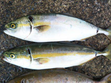 阿南市の辰巳でツバスとシオ