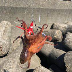 仕事終わりにオクトパッシング