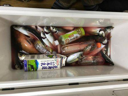 筏で尺アジ、アコウ