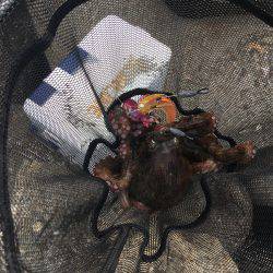 マイポイントでオクトパッシング