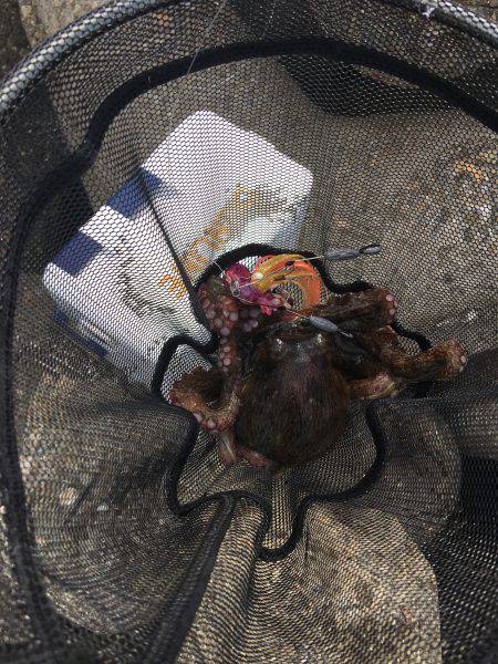 マイポイントでオクトパッシング