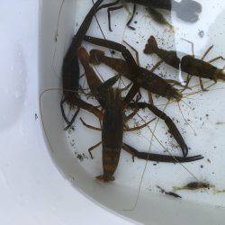 テナガエビ釣り