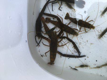 テナガエビ釣り