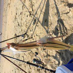 海開き前のベラ釣り