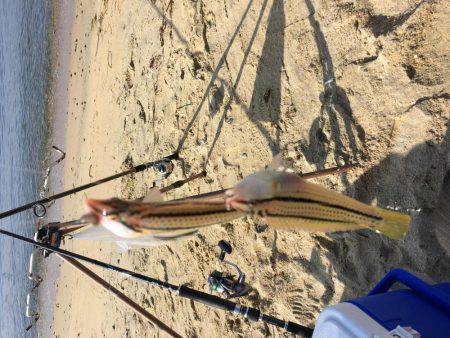 海開き前のベラ釣り