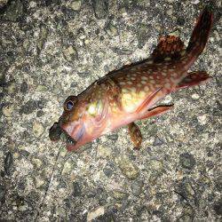 夕まずめちょい投げ