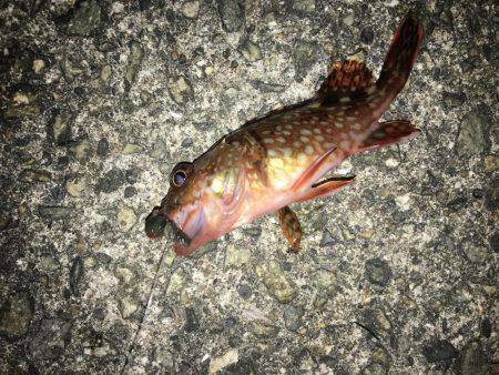 夕まずめちょい投げ