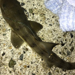 続ニョロニョロ