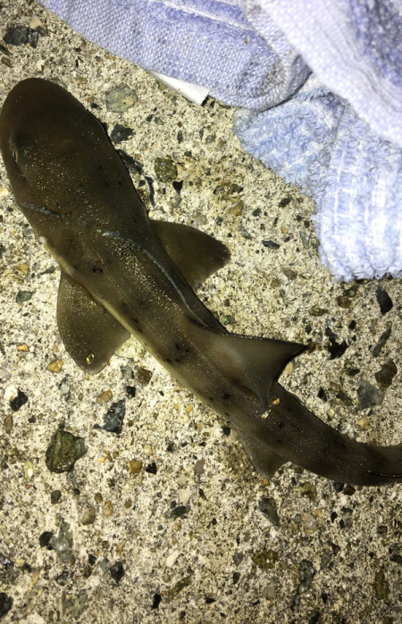 続ニョロニョロ