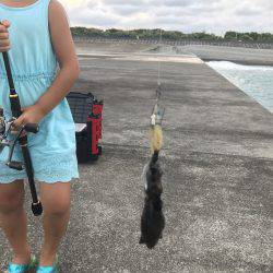 アオリイカ 子イカ