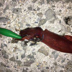 ケンちゃんは付き合いが悪い。