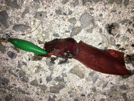 ケンちゃんは付き合いが悪い。