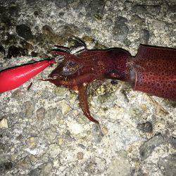 ケンサキライトエギング