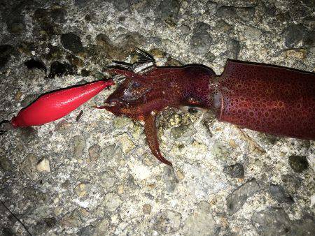 ケンサキライトエギング