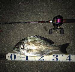 チニングリベンジ釣行