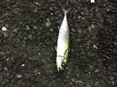 八景島 アジング