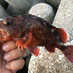 2017.07.08 福浦テトラ ガシリング