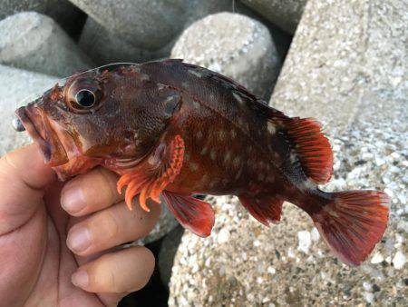2017.07.08 福浦テトラ ガシリング