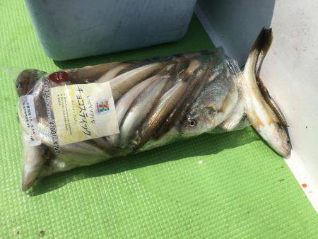 立会川小林丸 シロギス船 釣行