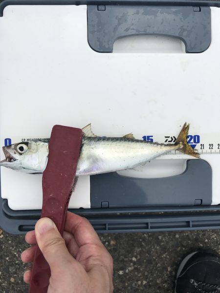 中サバのアタリは楽しい