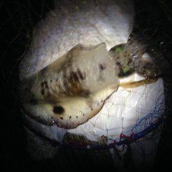 エギに分有(かな)