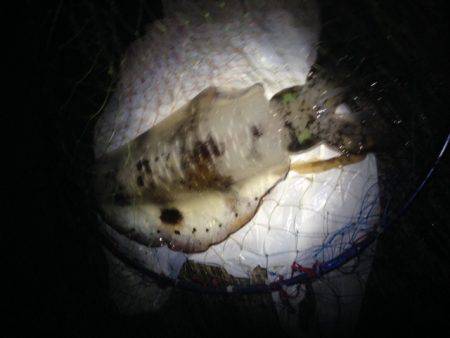 エギに分有(かな)