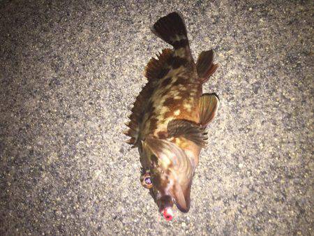 四日市港メバリング