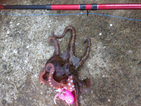 再・安定のタコ釣り15