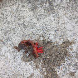 安定のタコ3 12ひき