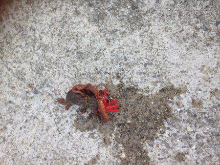 安定のタコ3 12ひき