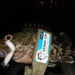 ライトワインド in 神戸沖堤防