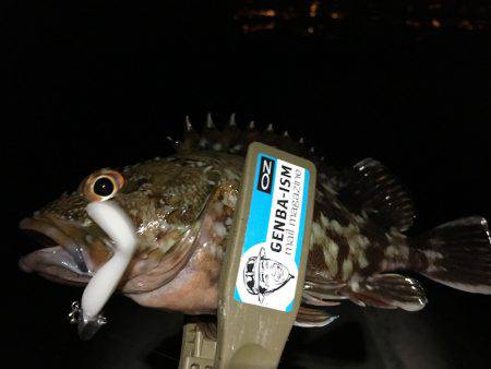 ライトワインド in 神戸沖堤防