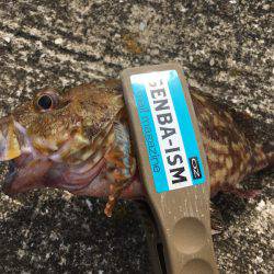 ライトワインドで三目釣り