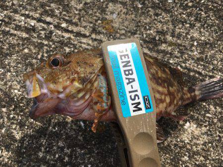 ライトワインドで三目釣り