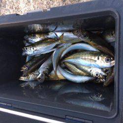 アジ釣り⑫  まさかの二度寝