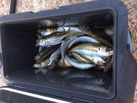 アジ釣り⑫  まさかの二度寝