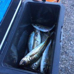 アジ釣り⑬ 今シーズン初めての夕方