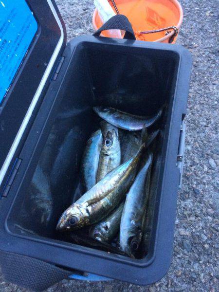 アジ釣り⑬ 今シーズン初めての夕方